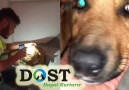 Dost Derneği - Sopayla Dövülen Sokak Köpeği İhbarı...