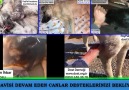 Dost Derneği - Tedavisi Devam Eden Canlar Desteklerinizi Bekliyor Facebook