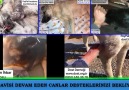 Dost Derneği - Tedavisi Devam Eden Canlar Desteklerinizi Bekliyor Facebook