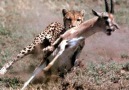 Do you know how many gazelles can be dangerous>>