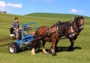 Do you think machines should replace horses on farms