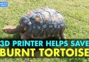 3D Printed Tortoise Shell