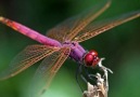 Dragonfly the most acrobatic insect