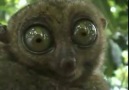 Dramatic Tarsier