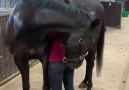Dreamy Ponies - A belly scratch &