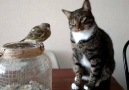 Dr.Ertan Beyatlı - Kedi ve Kuş Facebook