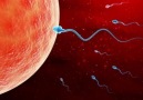Dr Hakan Özkul - Erkek kısırlık olgularında spermin üretim...