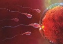 Dr Hakan Özkul - Sperm Sayısı Nasıl Artar Facebook
