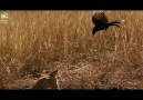 Drongo Kuşunun Sinsi Planı - Tam Bir Üçkağıtçı :)