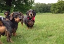 Dr Snuggles pestering Ernie to play with him until he is told to stop... )