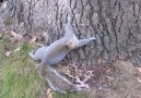 Drunk Squirrel Tries To Climb Tree