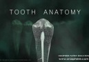 3D Tooth Anatomy.
