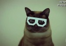 Dubstep Kedi