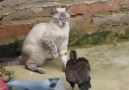 Duck Attacking Cat!