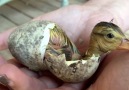 Duckling Hatches in Hand