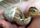 Duckling Hatches in Hand