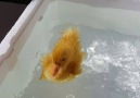 Duckling pool party
