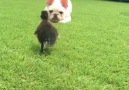 Ducklings thinks frenchie is their mom