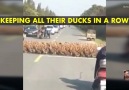 Ducks Crossing