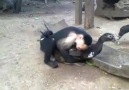 Duck VS Monkey