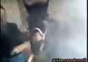 Dumanı çektikten sonra ... - Vinecapskomedi