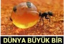 Dünya büyük bir bal damlasıdır İBRETLİK DİNİ HİKAYE