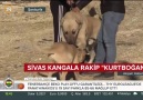 Dünyaca ünlü Sivas&Kangal köpeğinin Güneydoğu rakibi Kurtboğan