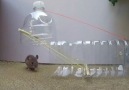 Dünyada kullanılan en ilginç fare kapanları. Hepsi birbirinden ilginç!!!