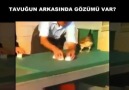 Dünyanın en akıllı tavuğu