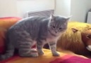 dünyanın en anlamsız hareketini yapan kedi