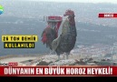 Dünyanın en büyük horozu Türkiye&