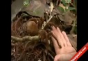Dünyanın en büyük örümceği