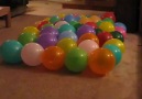 Dünyanın En Hızlı Balon Patlatan Köpeği.. :))