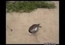 Dünyanın En Hızlı Kaplumbağasını izleyin Kesin Paylaşacaksınız DDD- -