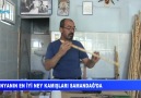 Dünyanın en iyi ney kamışları Samandağda