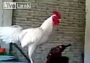 DÜNYANIN EN KOMİK HOROZU ! Gülermisin ağlarmısın ?