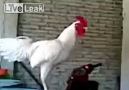 Dünyanın en komik horozu! izlemelisiniz :))