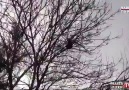 Dünyanın en muhteşem kedi kurtarma videosu