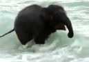 Dünyanın en mutlu fili, özgür bir fildir :)