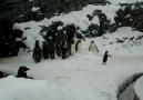 dünyanın en mutlu pengueni