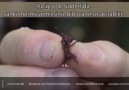 Dünya'nın En Ölümcül 10 Böcek Türü