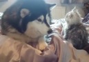 Dünyanın en sevimli kankitoluğu. Kaynak instagram.comlifewithmalamutes