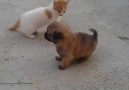 dünyanın en tatlı KEDİ-KÖPEK kavgası..