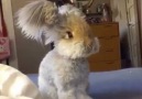 Dünyanın en tatlı tavşanı