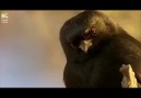 Dünyanın en üç kağıtçı kuşu - Drongo Kuşu