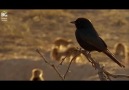 Dünyanın en üç kağıtçı kuşu: Drongo kuşu ve sinsi planı