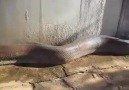 Dünyanın en uzun yılanı