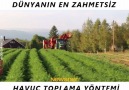 Dünyanın en zahmetsiz havuç toplama yöntemi!