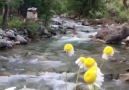 Dünyanın neresinde olduğunUmurumda... - Papatya Kokulu Szler