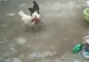 Dünyayı bu köpek yönetsin#